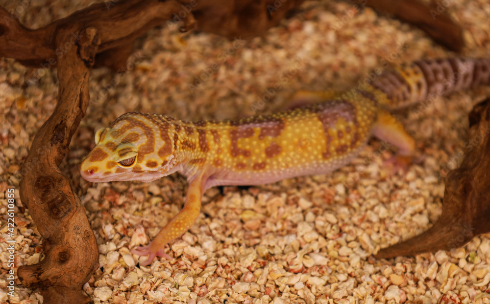 Naklejka premium A lizard