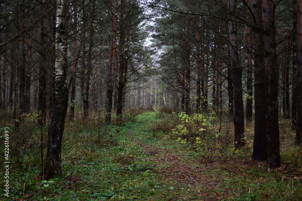 Obraz premium path in the woods