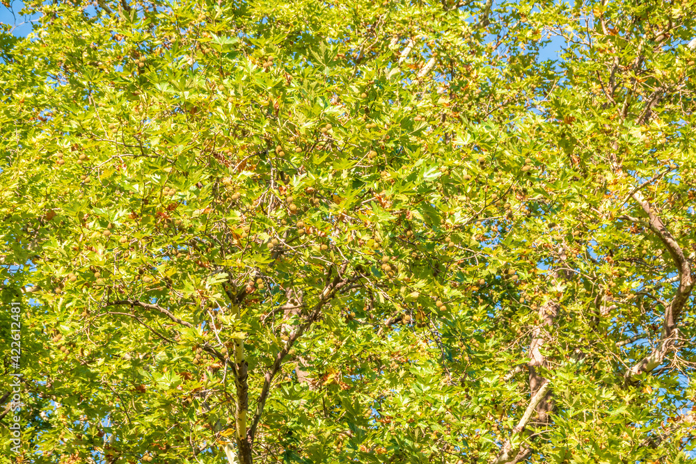 Green Leaves and futis of Pltatanus oreintalis tree in sunset light Green Leaves and futis of Pltatanus oreintalis tree in sunset light