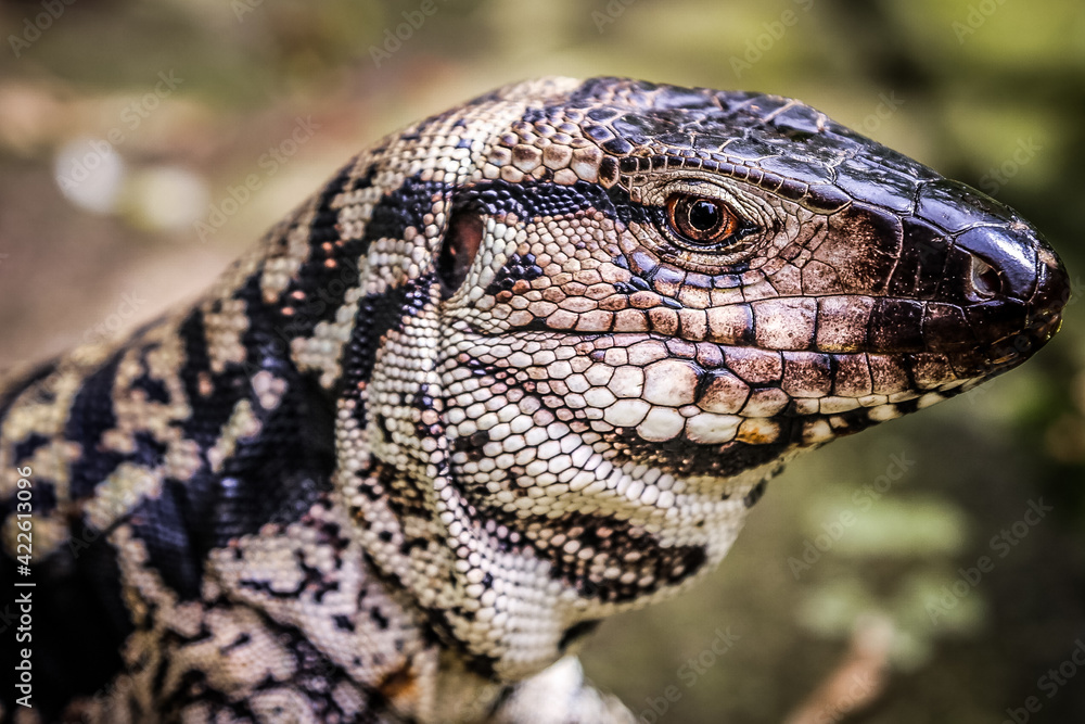 Fototapeta premium Salvator merianae