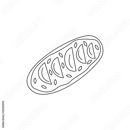 Sandwich with avocado slices, sesame seeds and nuts, curd cheese, breakfast or snack. Black and white doodle illustration vector