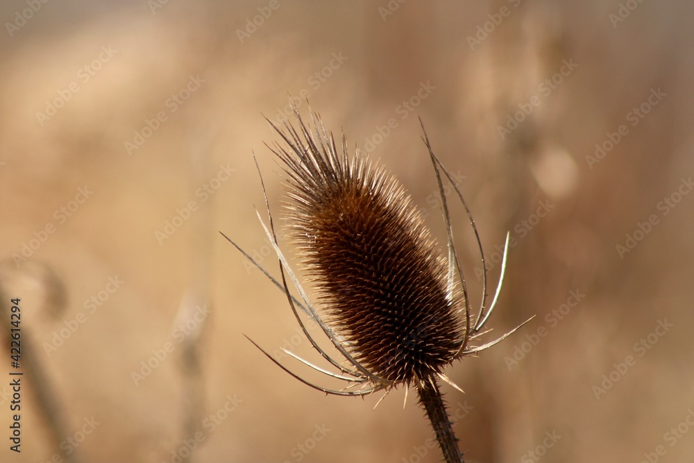 Dry Teasel Flower 