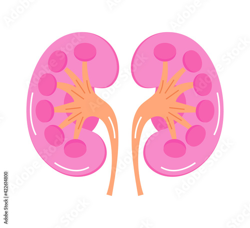 Kidneys for medical design. Cartoon internal organ concept of pyelonephritis, nephroptosis, renal failure