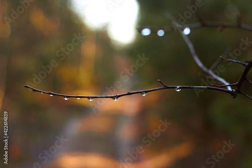 Forest nature background. Dew on pine needles glistens through the sun's rays with copy space. 