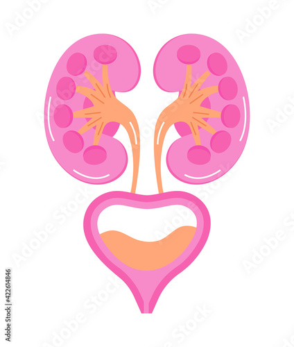 Kidneys for medical design. Cartoon internal organ concept of pyelonephritis, nephroptosis, renal failure