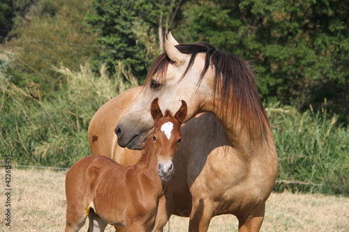 Horses In The farm, Mare and Foals