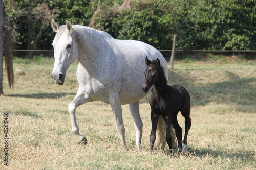 Horses In The farm, Mare and Foals