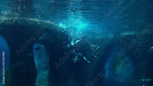 View of the camera under water. Penguins swim and eat fish.