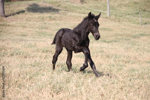 Horses In The farm, Mare and Foals