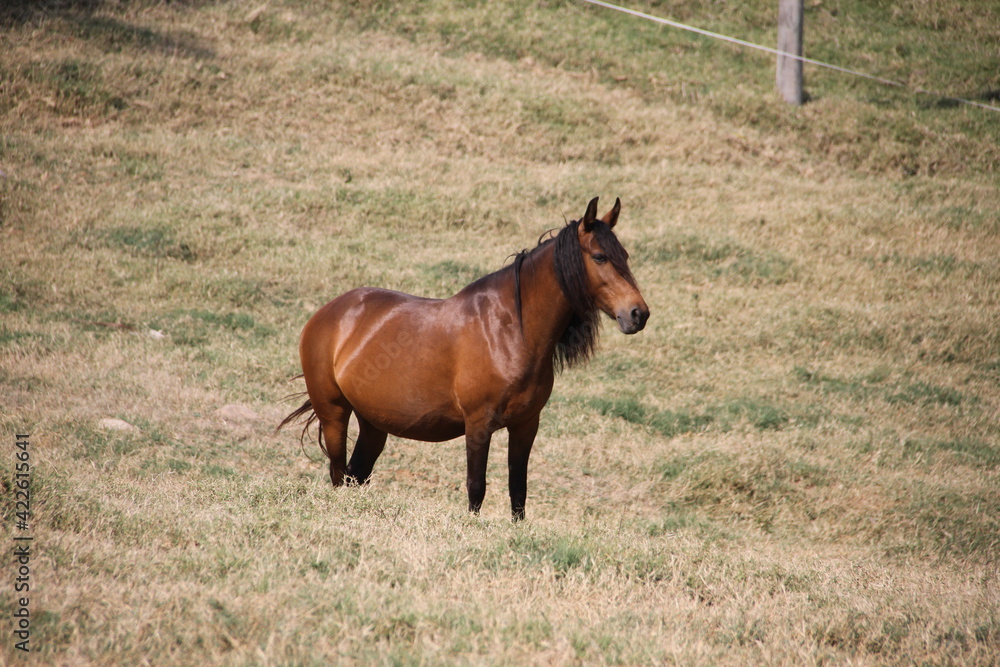 Horses In The farm, Mare and Foals Horses In The farm, Mare and Foals