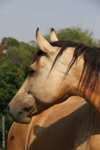 Horses In The farm, Mare and Foals