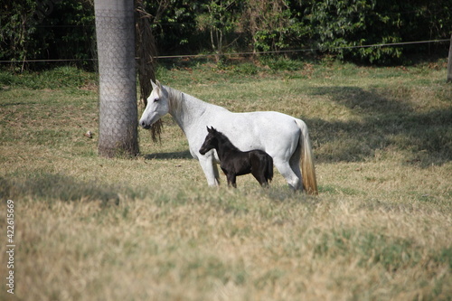 Horses In The farm, Mare and Foals