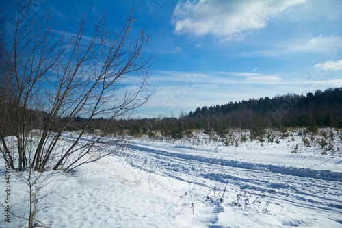 winter road with trees