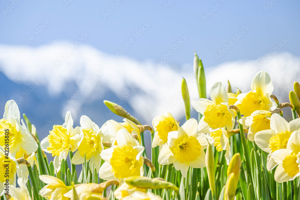 Fototapeta premium 水仙の花と雪山