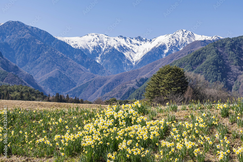 水仙の花と雪の木曽駒ケ岳