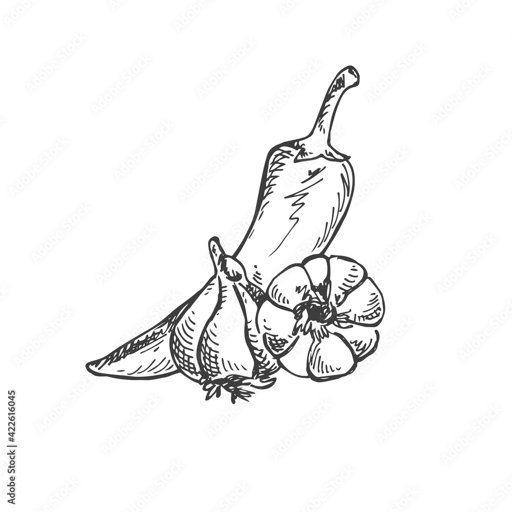 Obraz premium Pepper and Garlic sketch - Spice
