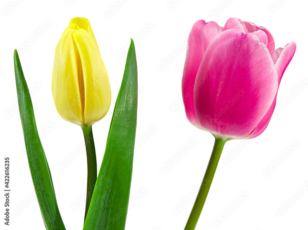 pink and yellow tulip isolated on white background. clipping path pink and yellow tulip isolated on white background. clipping path