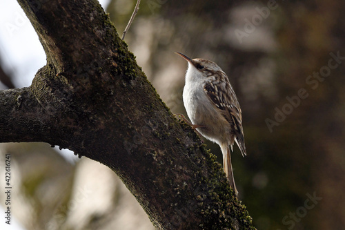 Gartenbaumläufer // Short-toed treecreeper // Grimpereau des jardins (Certhia brachydactyla) photo