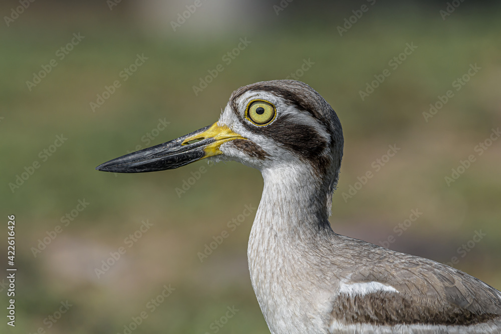 Check my left eye! I am totally innocent! Check my left eye! I am totally innocent!