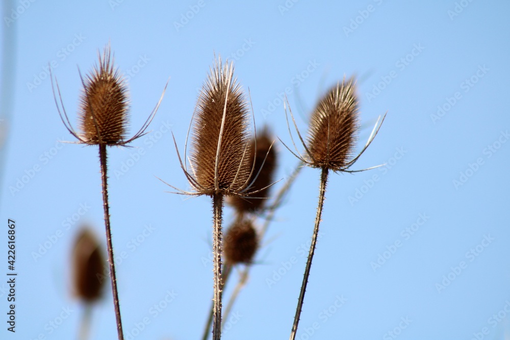 Obraz premium Teasels against a blue sky 