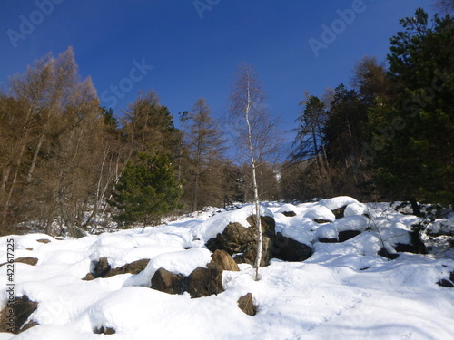 winter landscape in the forest