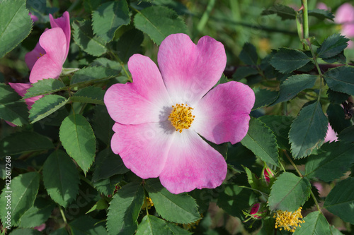 The Flowers Of Wild Rose Medicinal. Blooming Wild Rose Bush. Pink flower close-up.