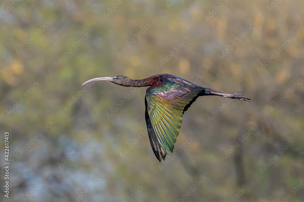 Fototapeta premium Flying High!