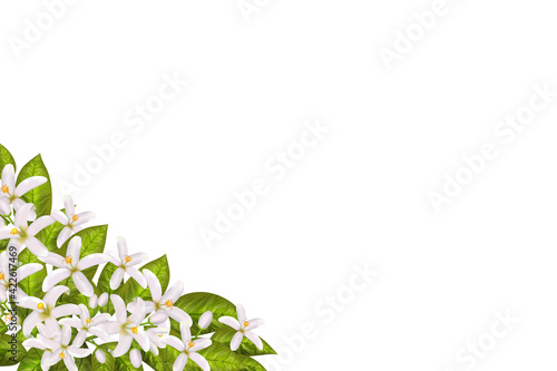 Labels of Cosmetic Skin Care Product design.Vector illustration.Realistic orange flowering branch, leaves, neroli flowers.