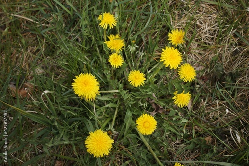 Картината върху платно Beautiful yellow dandelion flowers bloomed in meadows and fields with the onset