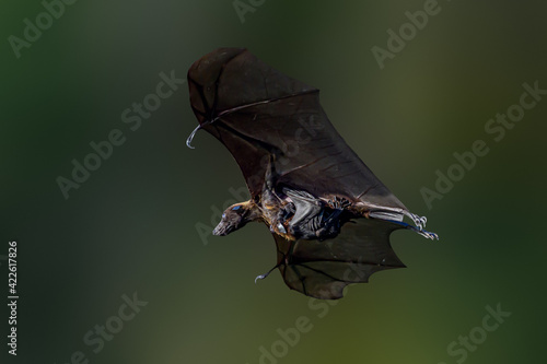 Moms Fly! photo