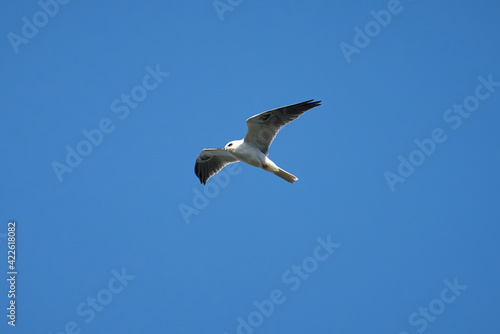 white tailed kite in flight