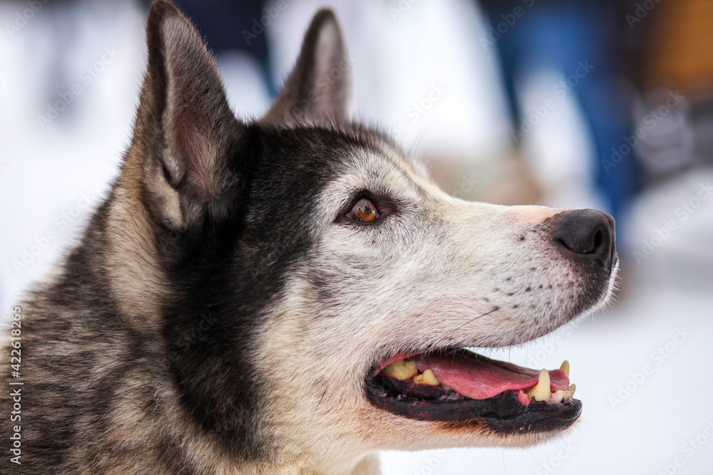 Fototapeta premium Portrait of sports Sled Husky dog. Working mushing dogs of the North.