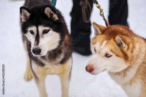 Portraits of sports Sled Husky dogs. Working mushing dogs of the North.