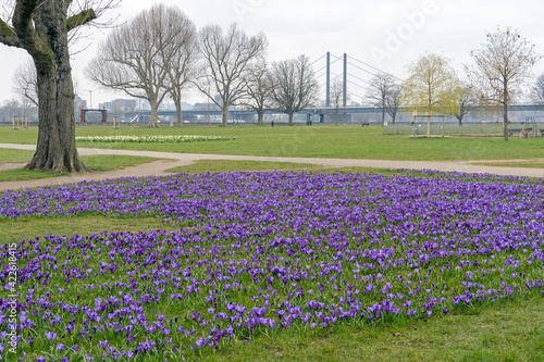 Wallpaper Mural Blaues Band Düsseldorf Torontodigital.ca