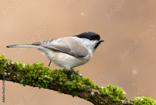 Willow tit bird - Parus montanus