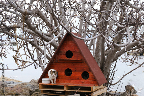 Red cat house and stray cats under a tree at Istanbul