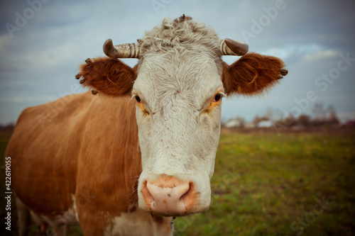 cow on a farm © Ekaterina