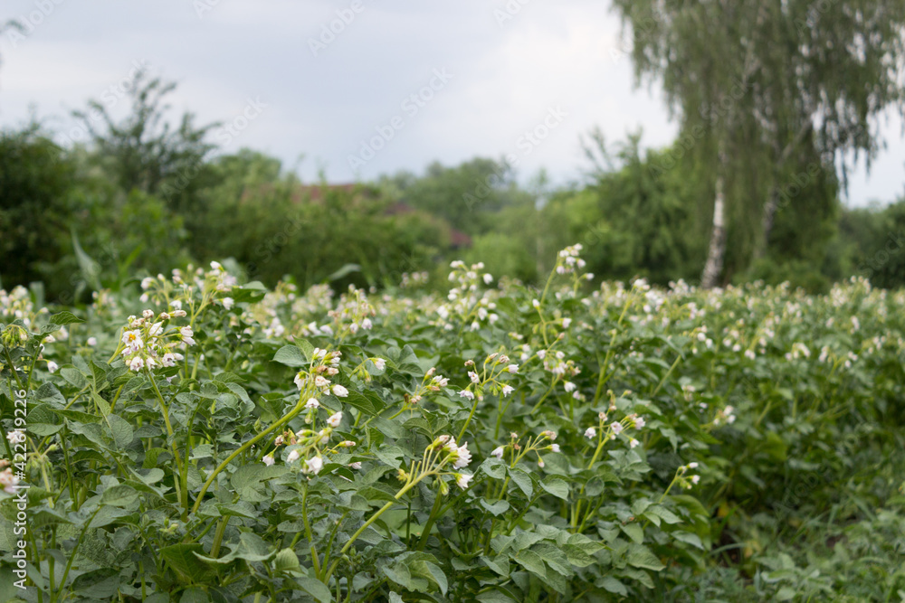 Potato plant. Ggreen leaves of young potato Plant. Potato field with green plantspotato plant. Potato plant. Ggreen leaves of young potato Plant. Potato field with green plantspotato plant.
