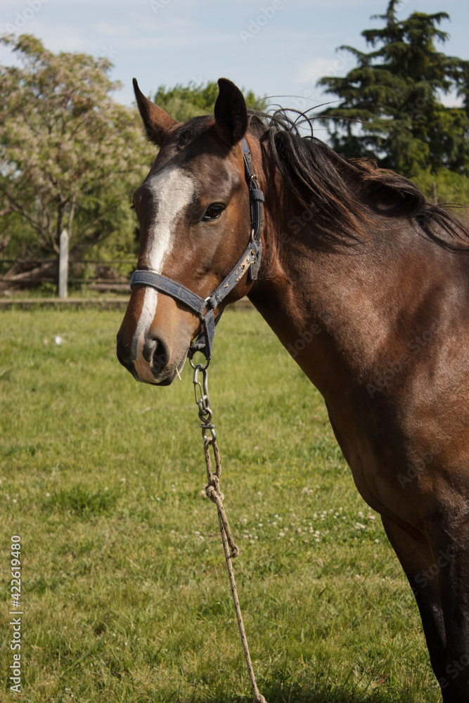 Brown meek horse attached while he's eating some grass Brown meek horse attached while he's eating some grass