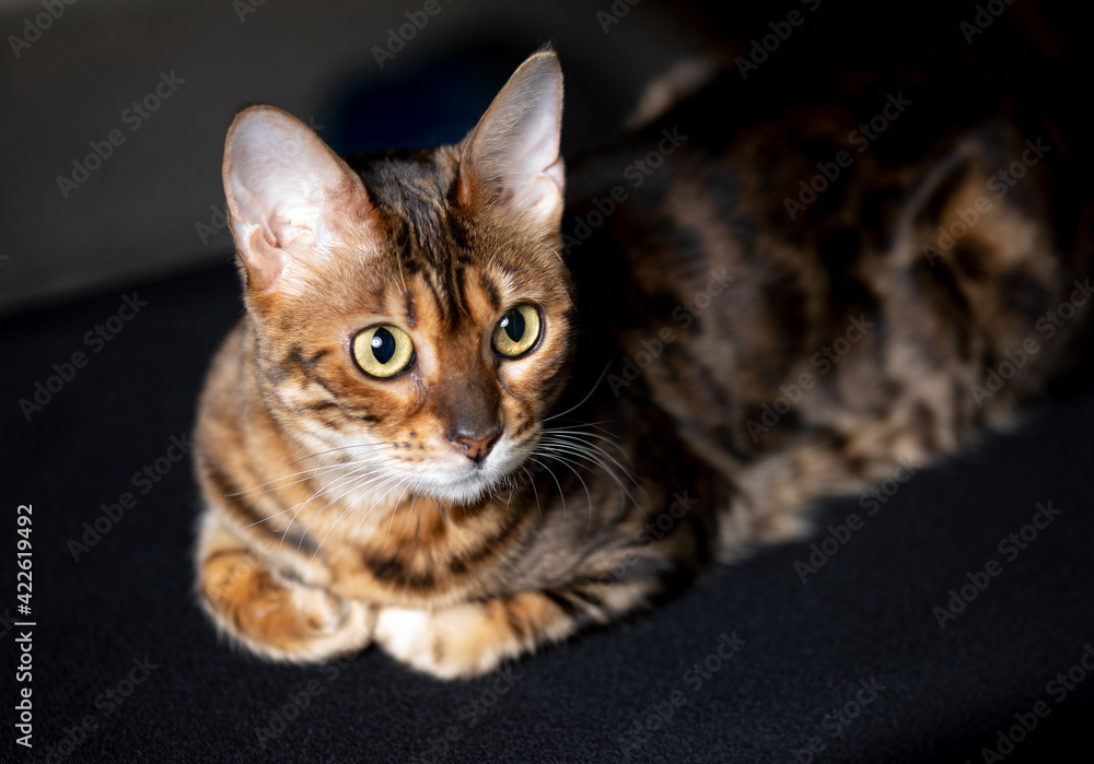 Naklejka premium Gorgeous Spotted Bengal Cat Lying with kind eyes on isolated Black Background