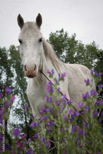 Fototapeta Naklejka Na Ścianę i Meble -  White horse seen from a close view surrounded with flowers in a cloudy day