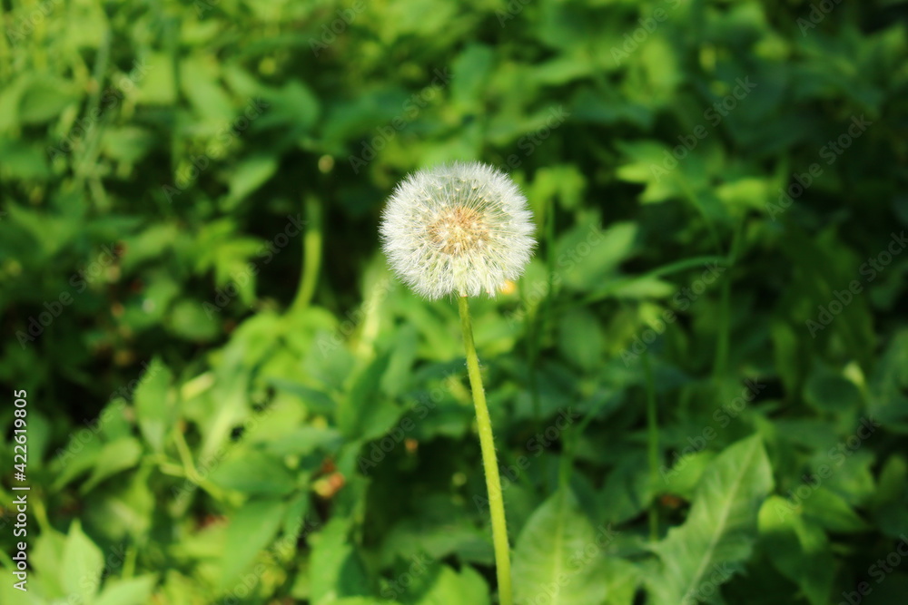 White fluffy balls of fading dandelions in the meadows on sunny spring days White fluffy balls of fading dandelions in the meadows on sunny spring days