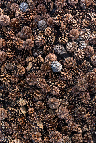 Many spruce cones top view. Natural background. Vertical frameю