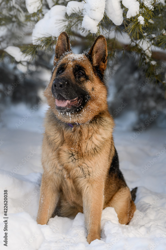 shepherd dog in nature in winter