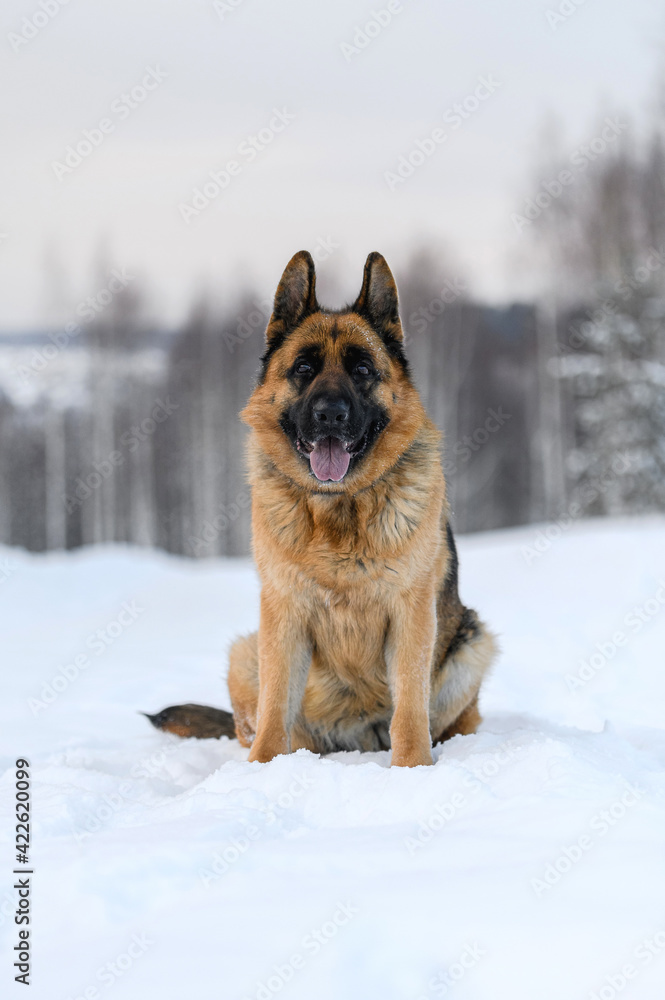 shepherd dog in nature in winter shepherd dog in nature in winter
