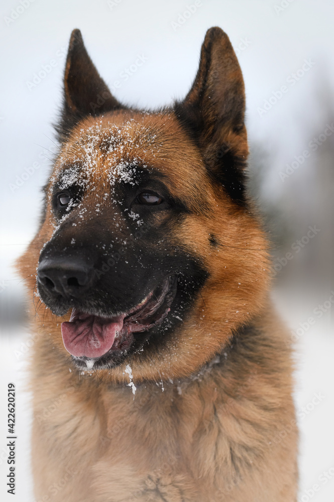 portrait of a shepherd dog on a winter background portrait of a shepherd dog on a winter background