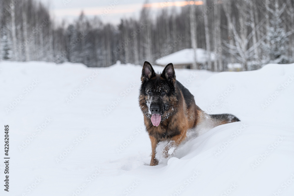 shepherd dog in nature in winter