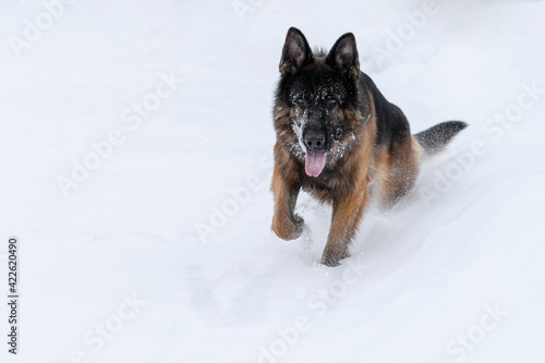 shepherd dog in nature in winter