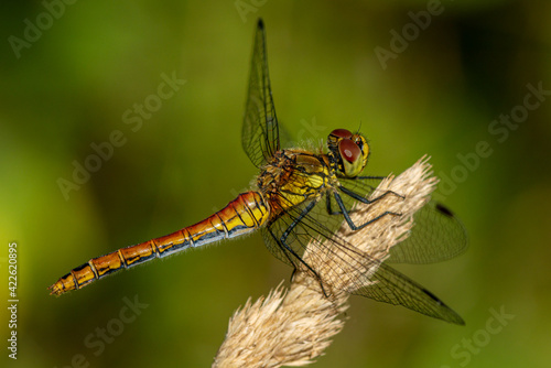 Close up of a red and yellow dragonfly in bright sunlight © Magnus