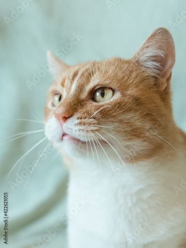 adorable cute redhead cat at home. Pets concept